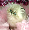 kittens for sale
